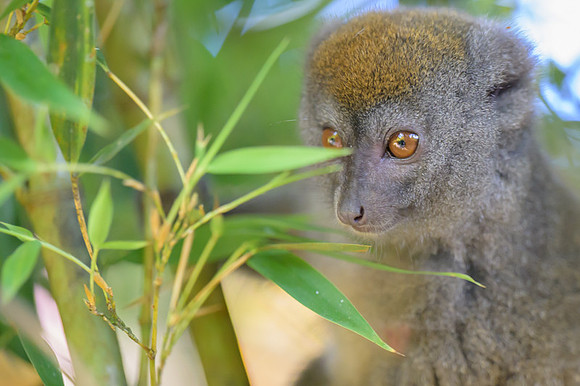 Gray bamboo lemur