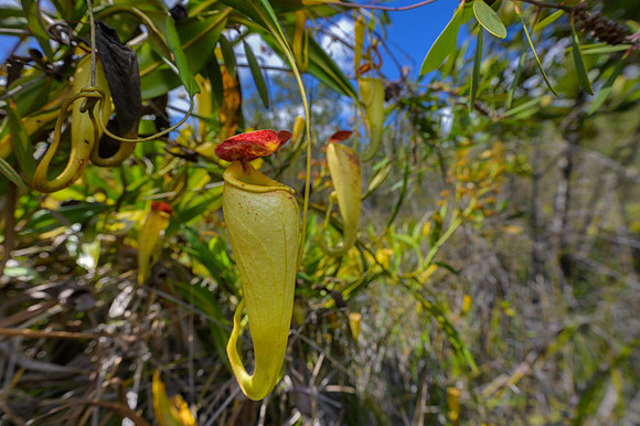 Pitcher Plants