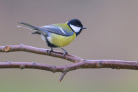 Great Tit / Sikora bogatka