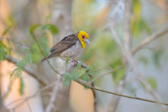 Sakalava weaver