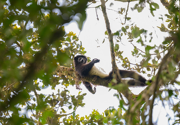 Milne-Edwards's sifaka