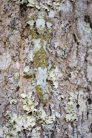 Gecko Uroplatus sikorae