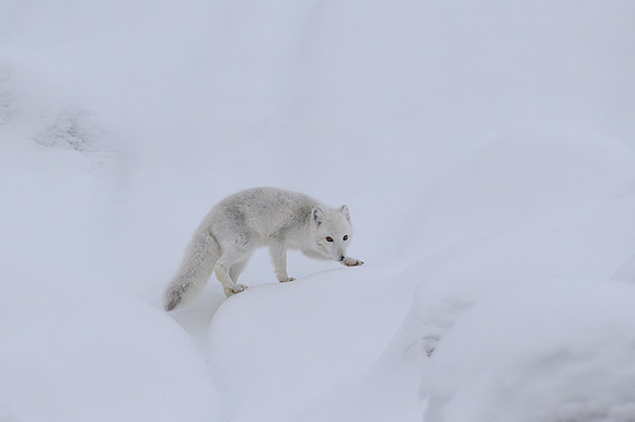 Arctic fox White