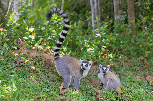 Ring-tailed lemurs