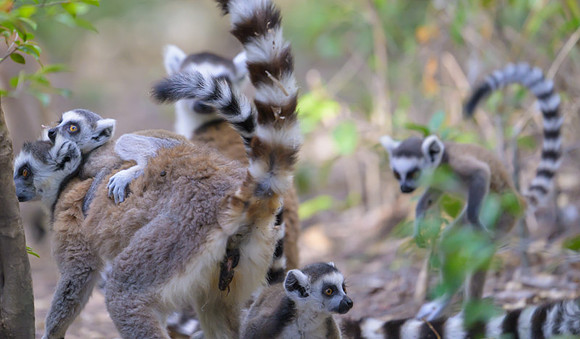 Ring-tailed lemurs