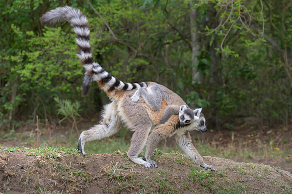 Ring-tailed lemurs