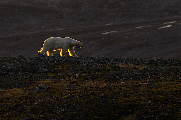 Polar bear
