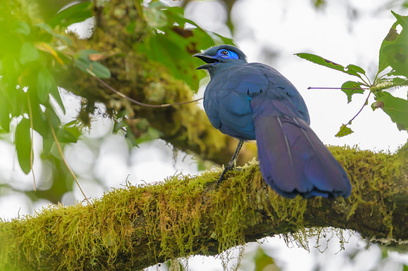Blue coua