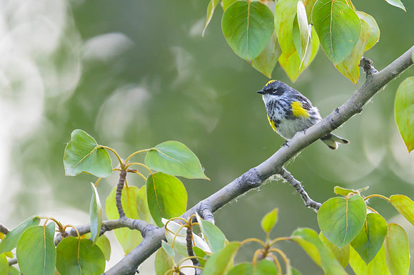 Yellow-rumped Warbler
