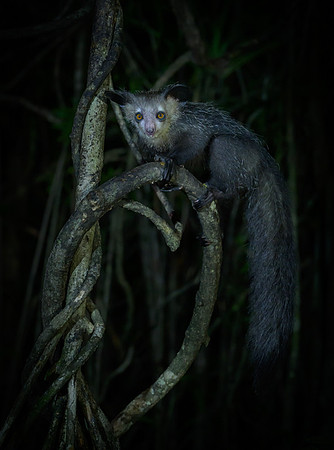 Aye-Aye