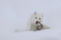 Arctic fox White