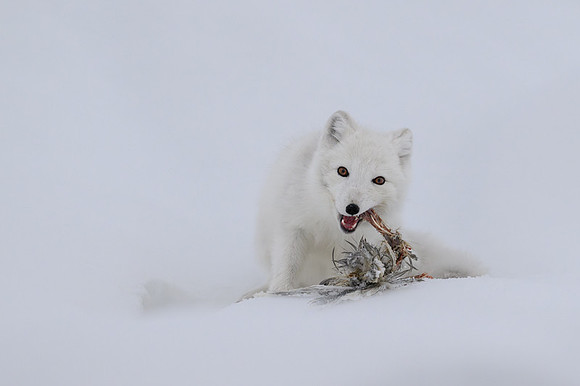 Arctic fox White