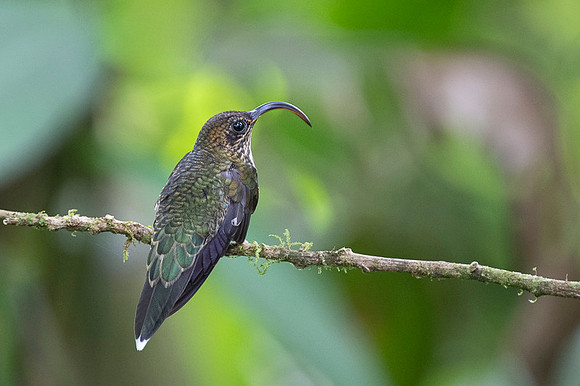 White-tipped sicklebill