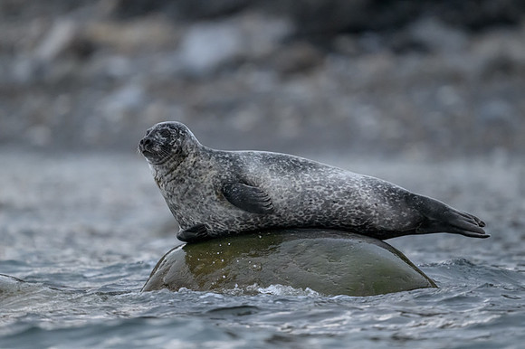 Harbor seal