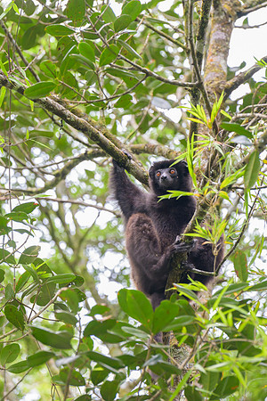 Milne-Edwards's sifaka