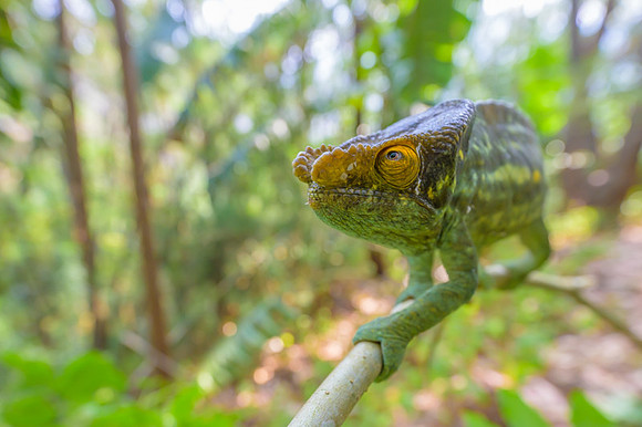 Parson's chameleon