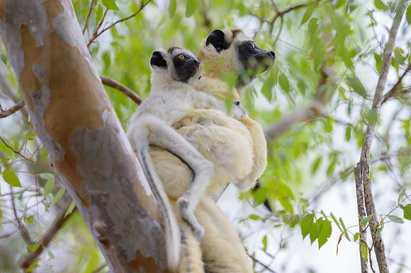 Verreaux's sifaka