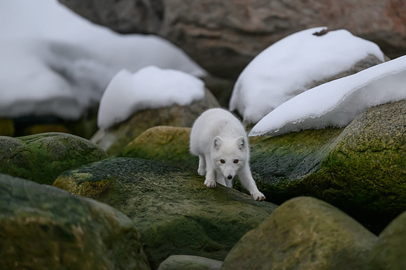 Arctic fox White