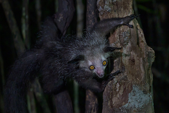 Aye-Aye