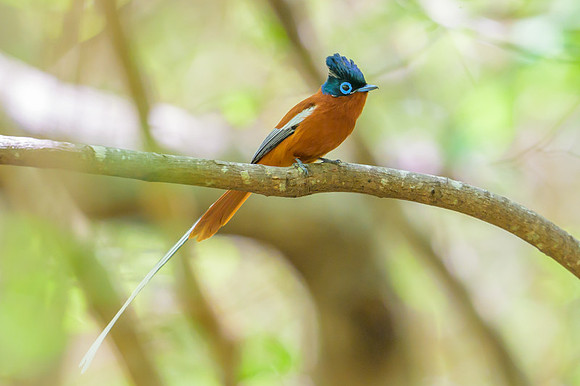 Malagasy paradise flycatcher