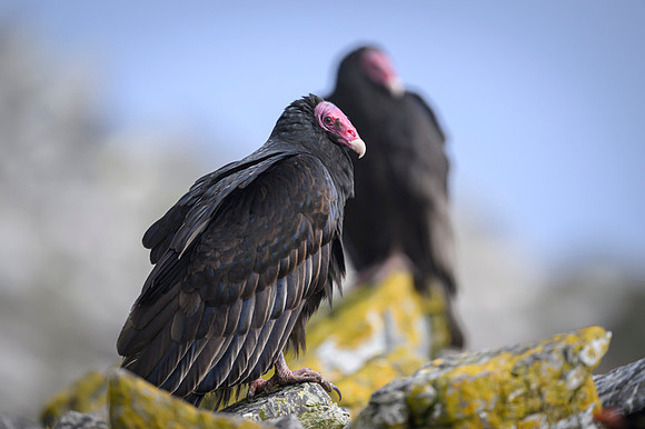 Turkey Vulture