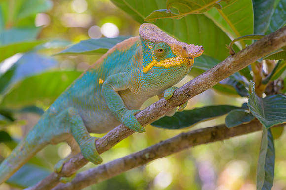 Parson's chameleon