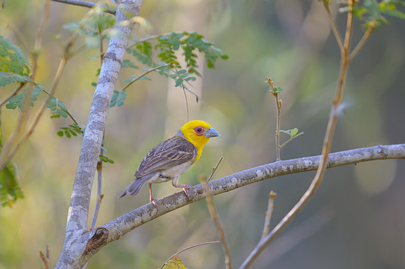 Sakalava weaver