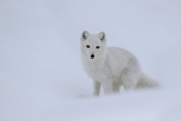 Arctic fox White