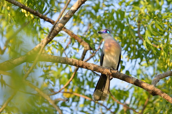 Crested coua
