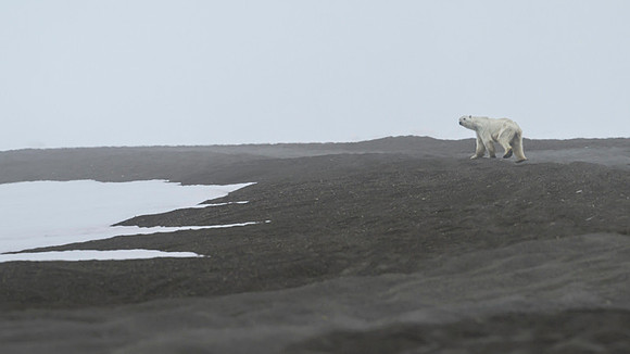 Polar Bear