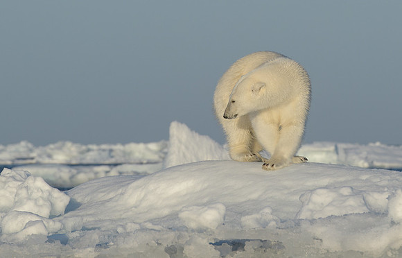 Polar bear