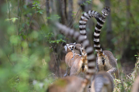 Ring-tailed lemurs