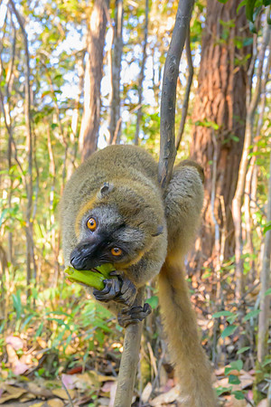 Common brown lemur