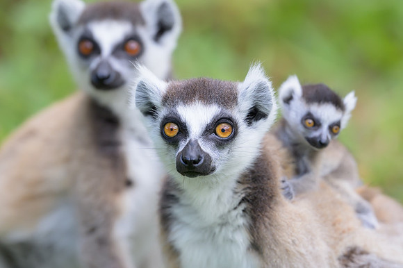 Ring-tailed lemurs