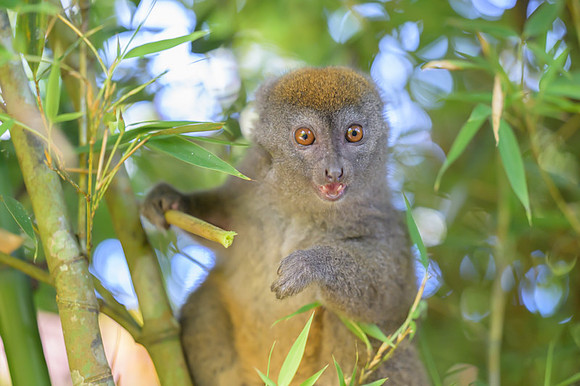 Gray bamboo lemur