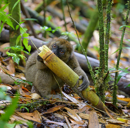 Greater bamboo lemur