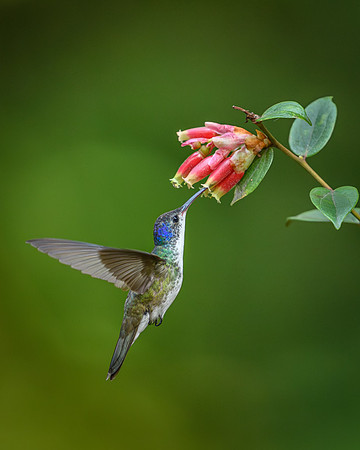 Andean Hummingbird