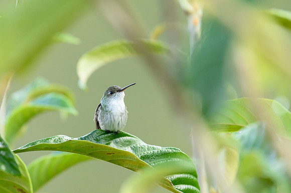 Andean Hummingbird