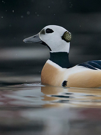 Steller's eider / Birginiak