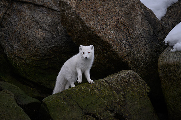 Arctic fox White