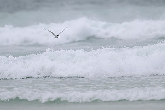 South American Tern