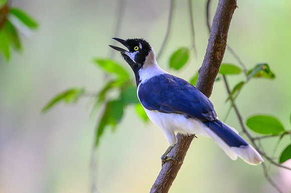 White-tailed Jay