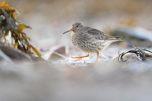Purple sandpiper / Biegus morski