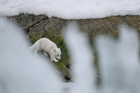 Arctic fox White