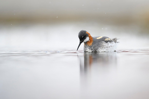 New Red-necked Phalarope