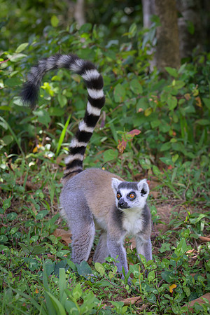 Ring-tailed lemurs