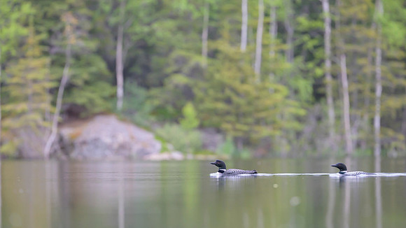 Common loon