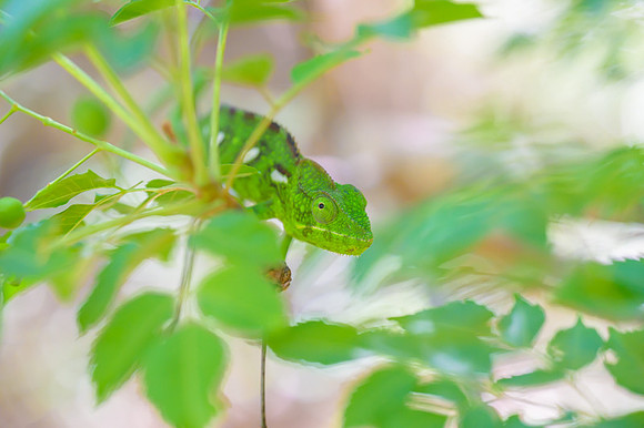 Malagasy chameleon