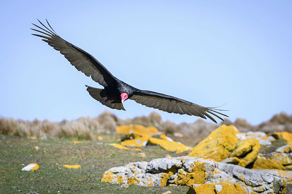 Turkey Vulture