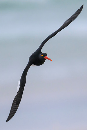 Magellanic Oystercatcher